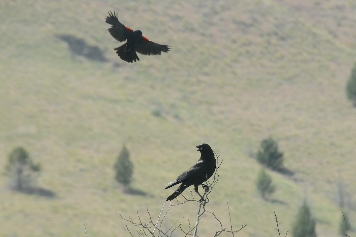 American Crow - ML40774291