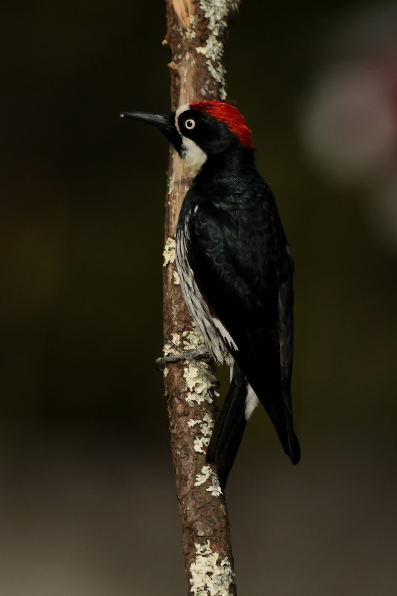 Acorn Woodpecker - Tony Battiste