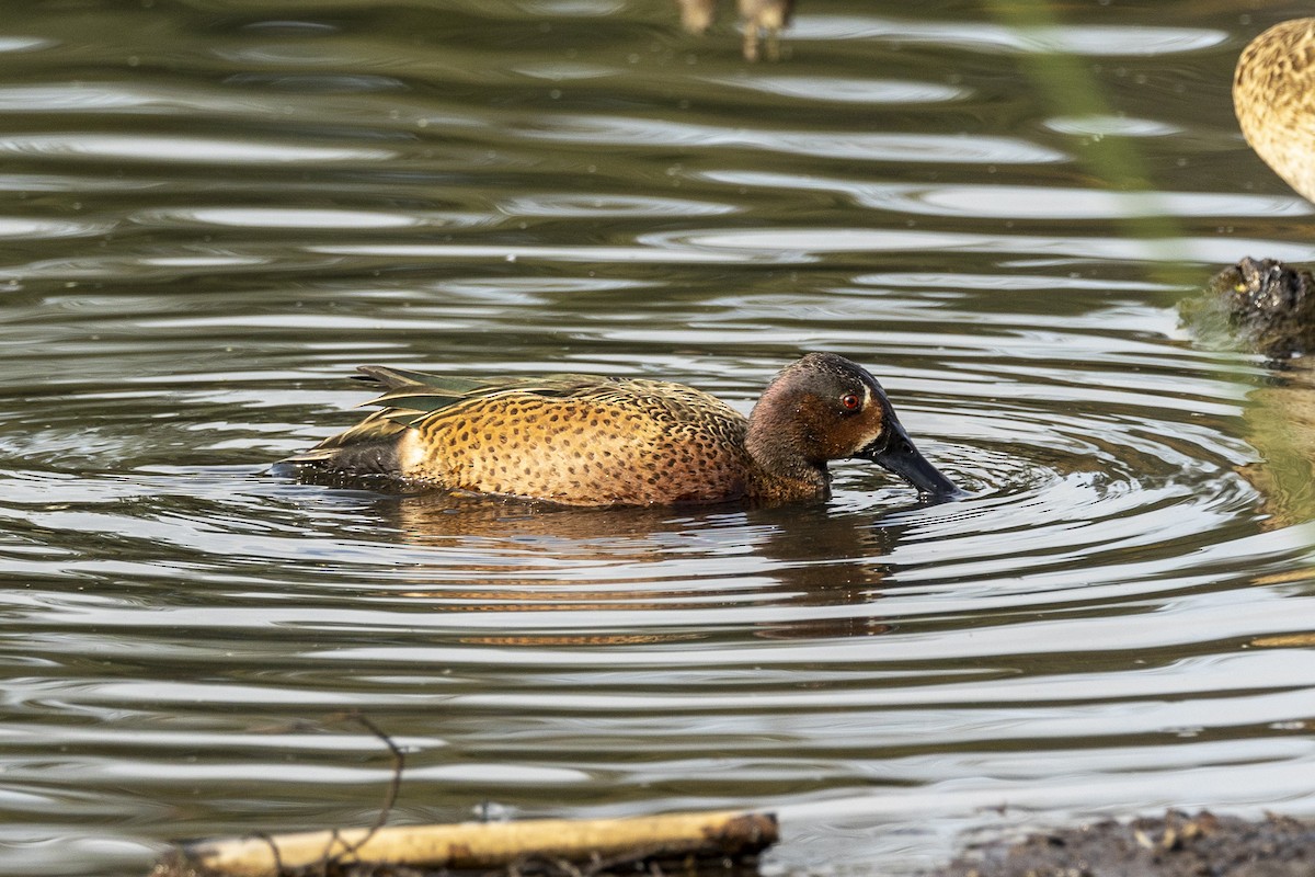 Blue-winged x Cinnamon Teal (hybrid) - ML407743051