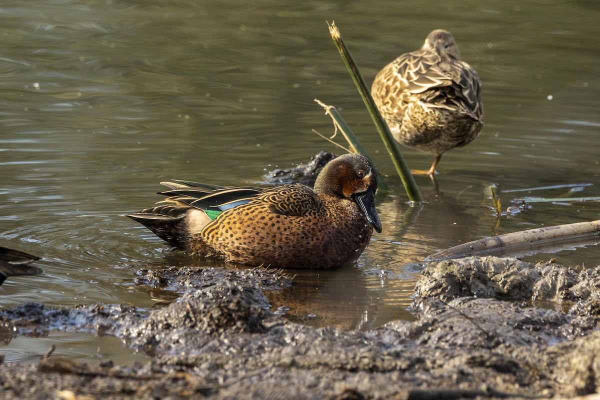 Blue-winged x Cinnamon Teal (hybrid) - ML407743151