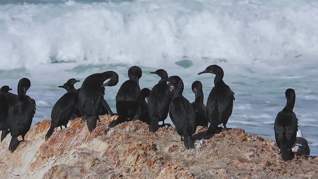 Brandt's Cormorant - ML407744001