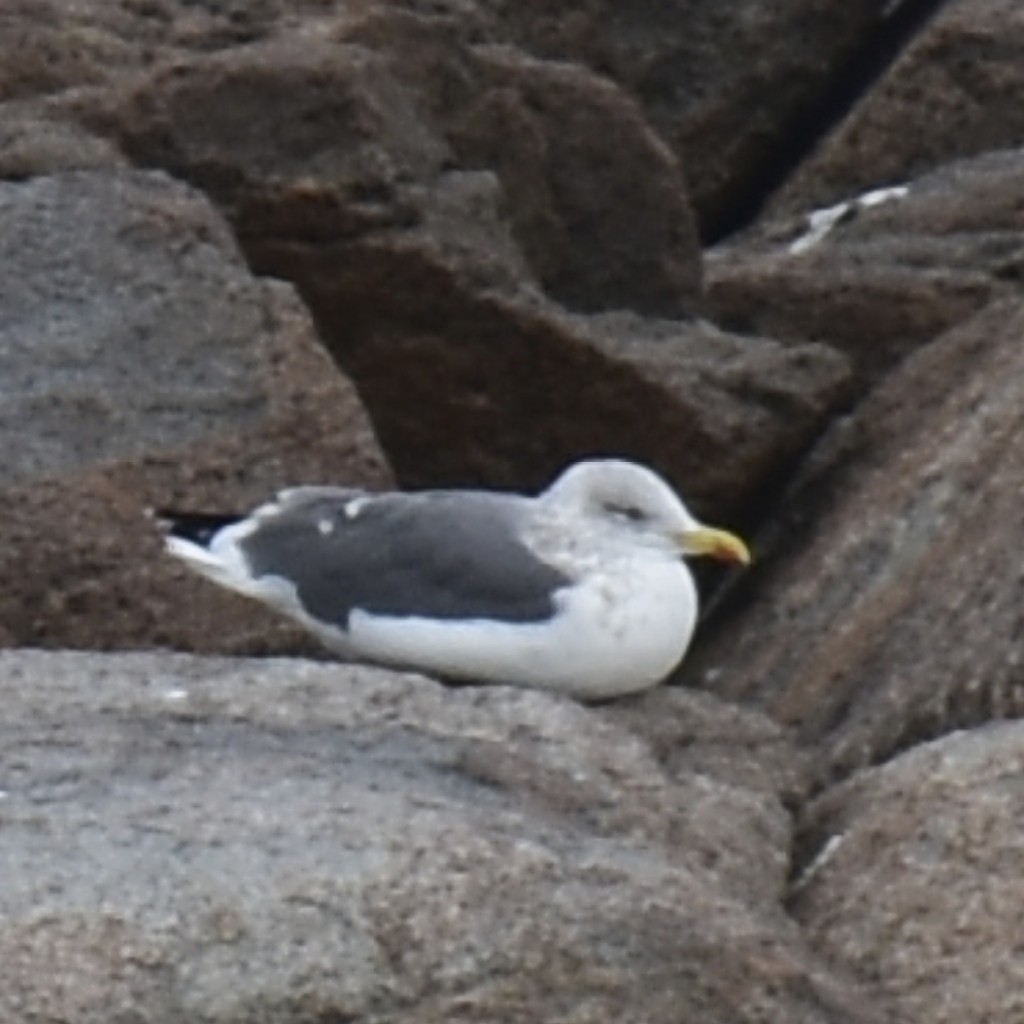 eBird Checklist - 26 Nov 2018 - Gully Point Cove - 3 species