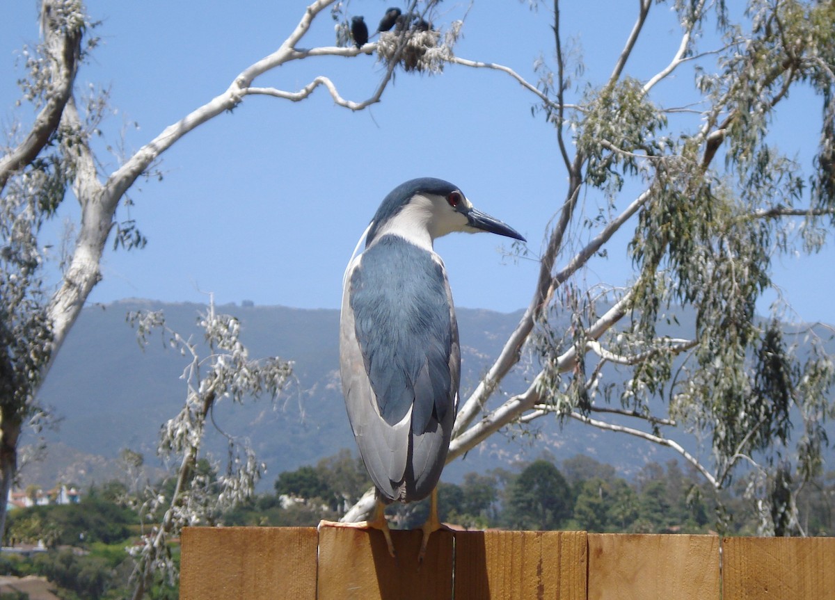 Black-crowned Night Heron - ML407746541