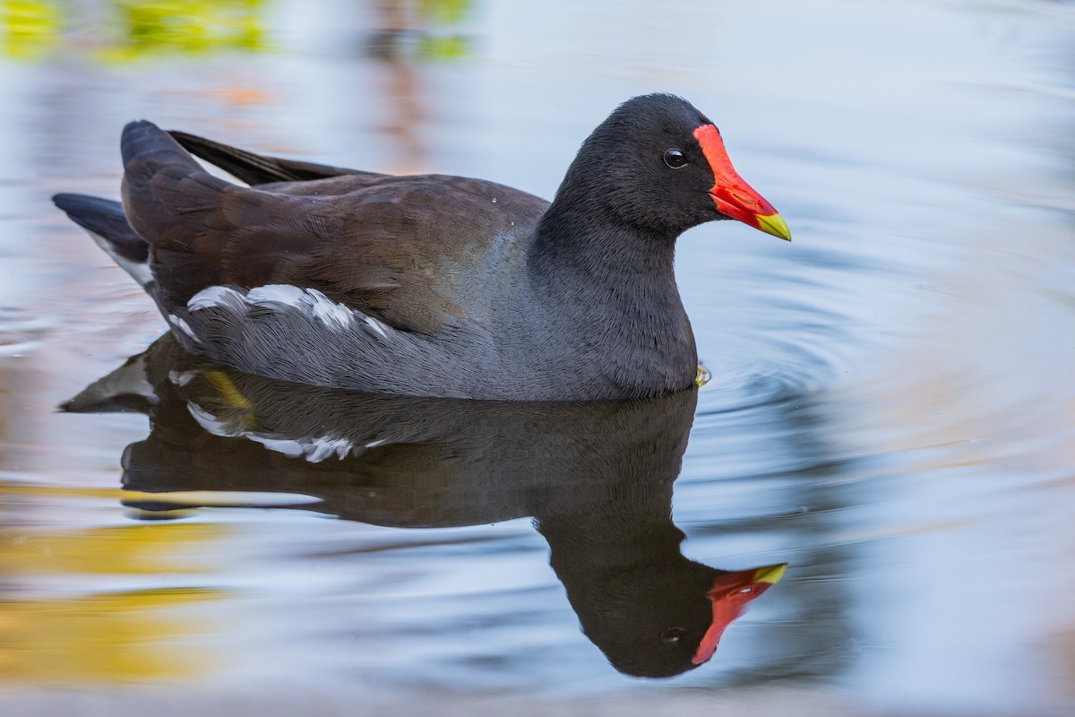 Common Gallinule - ML407746711