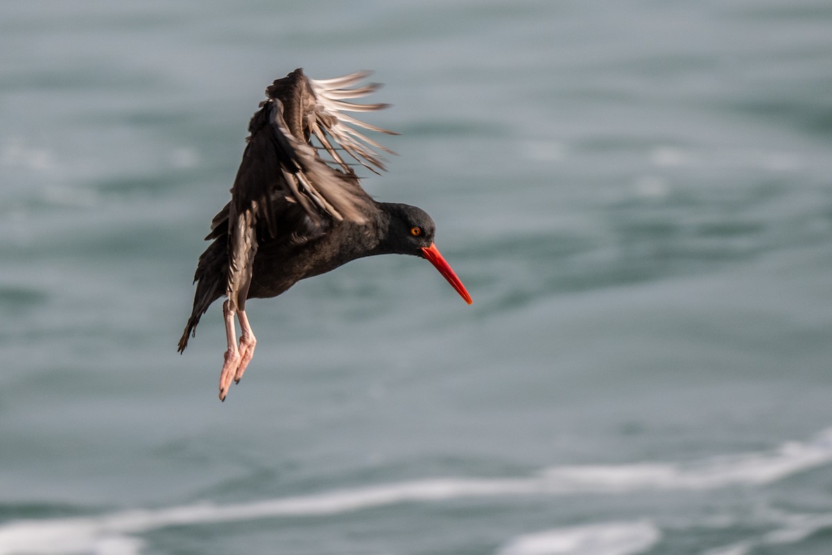 Black Oystercatcher - ML407747881