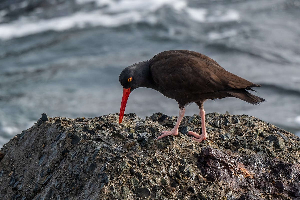 Black Oystercatcher - ML407747891