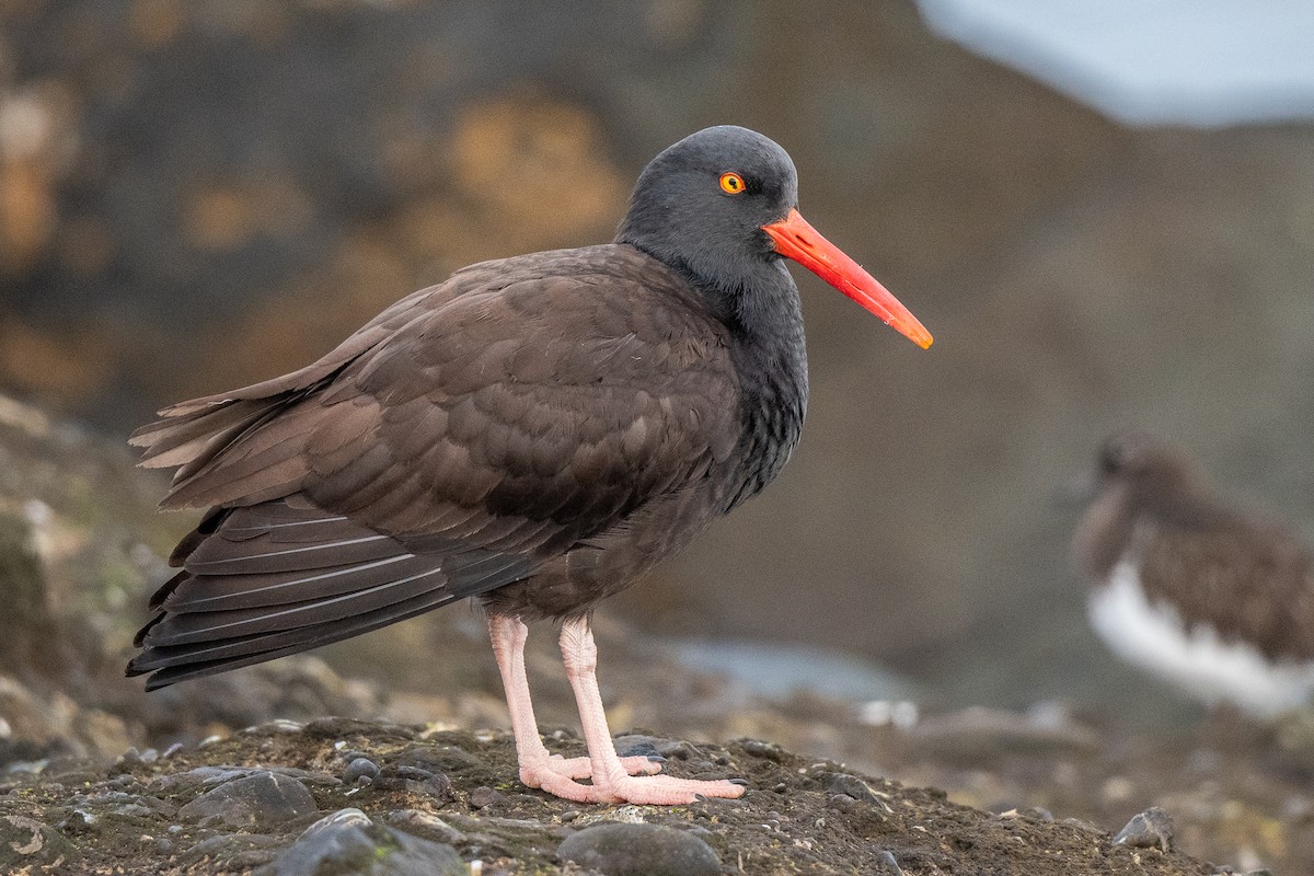 Black Oystercatcher - Susan Teefy