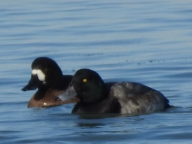 Greater Scaup - ML407748641