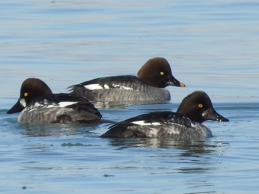 Common Goldeneye - ML407748781