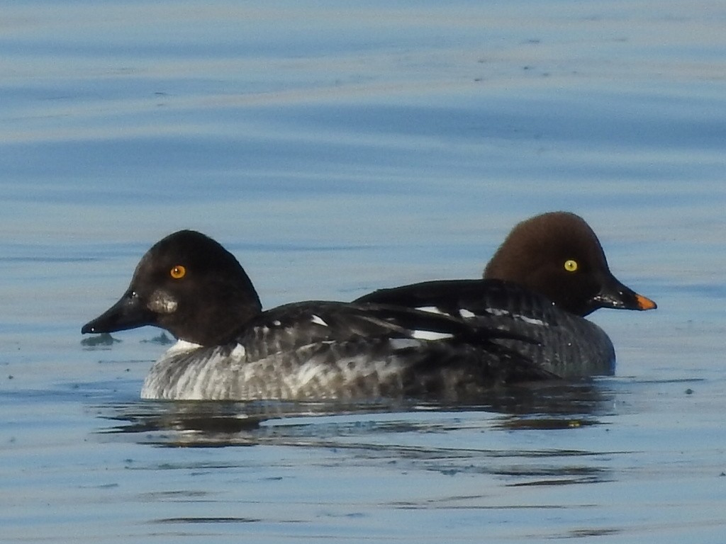 Common Goldeneye - ML407748791