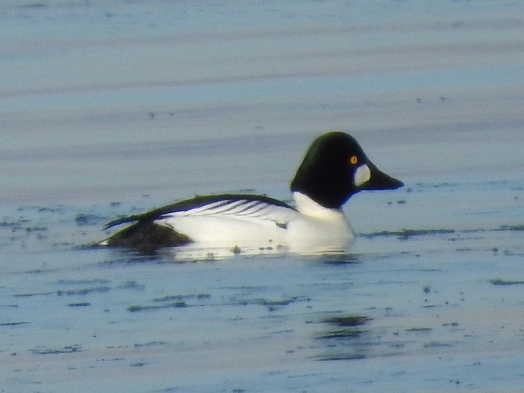 Common Goldeneye - ML407748821