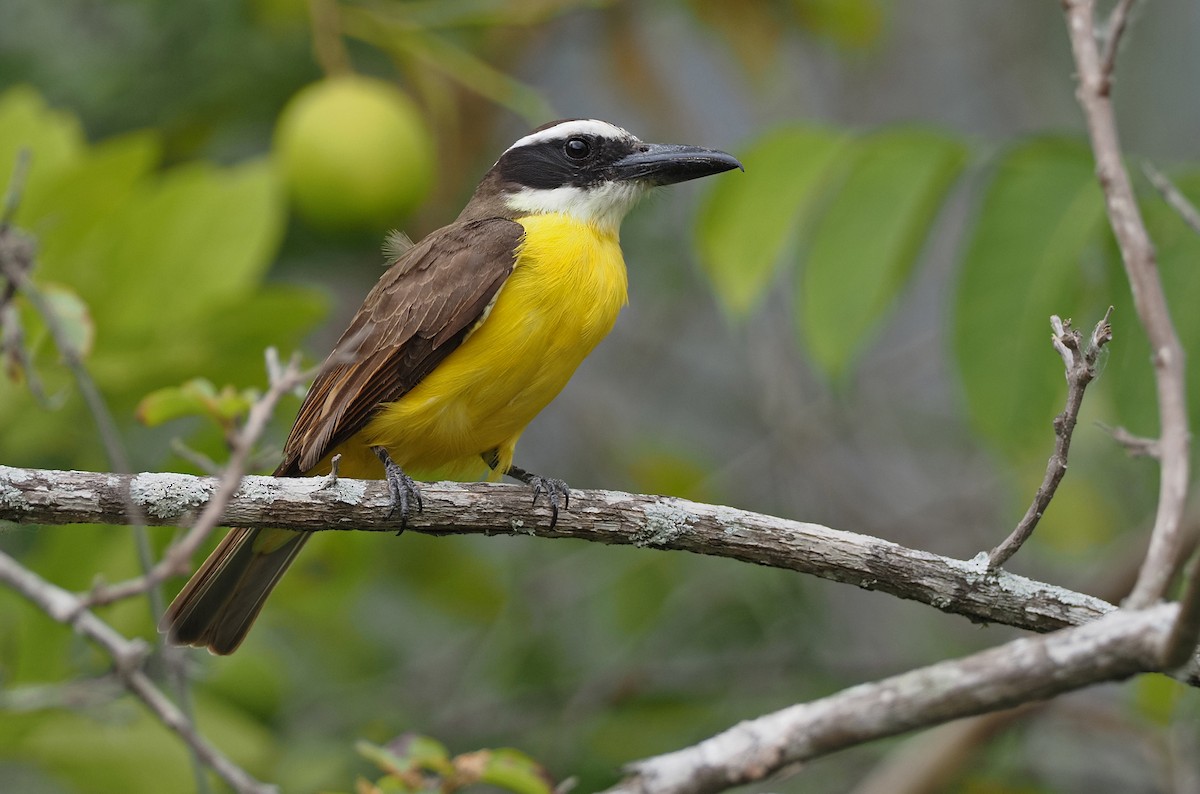 Boat-billed Flycatcher - ML407750431