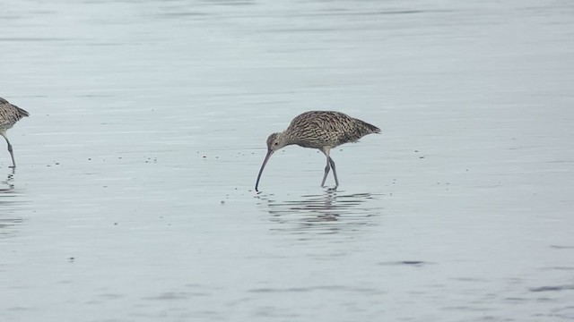 Мадагаскар тутгалжин - ML407751651