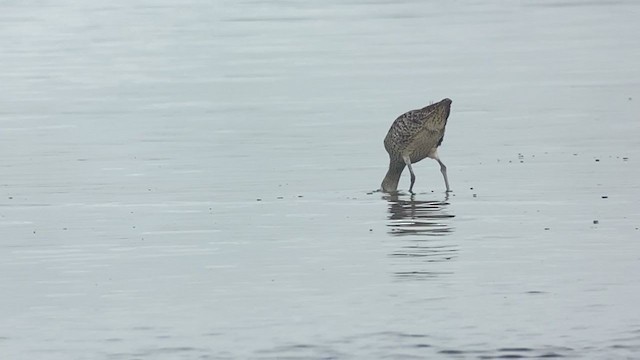 Мадагаскар тутгалжин - ML407751661