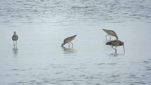 Мадагаскар тутгалжин - ML407751671