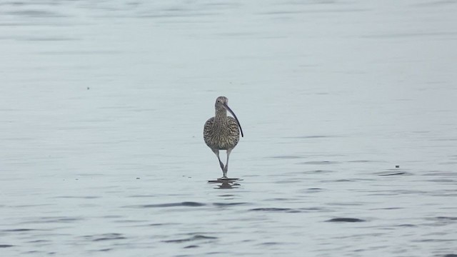 Мадагаскар тутгалжин - ML407751701