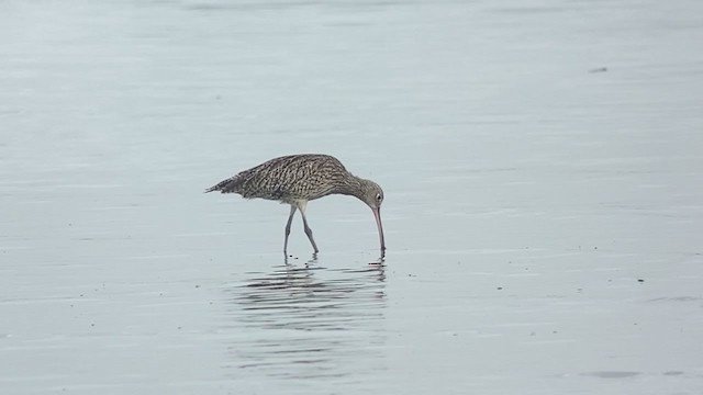 Мадагаскар тутгалжин - ML407751771