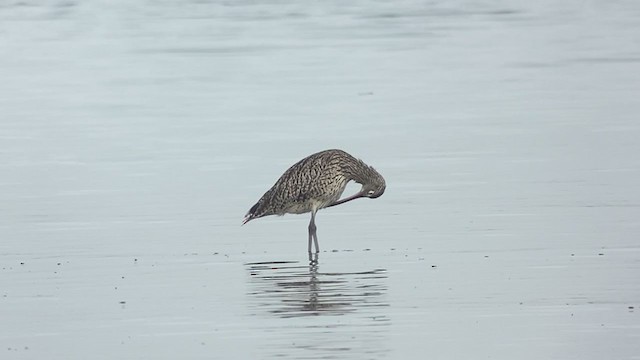 Мадагаскар тутгалжин - ML407751801