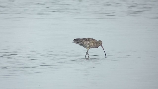 Far Eastern Curlew - ML407751831