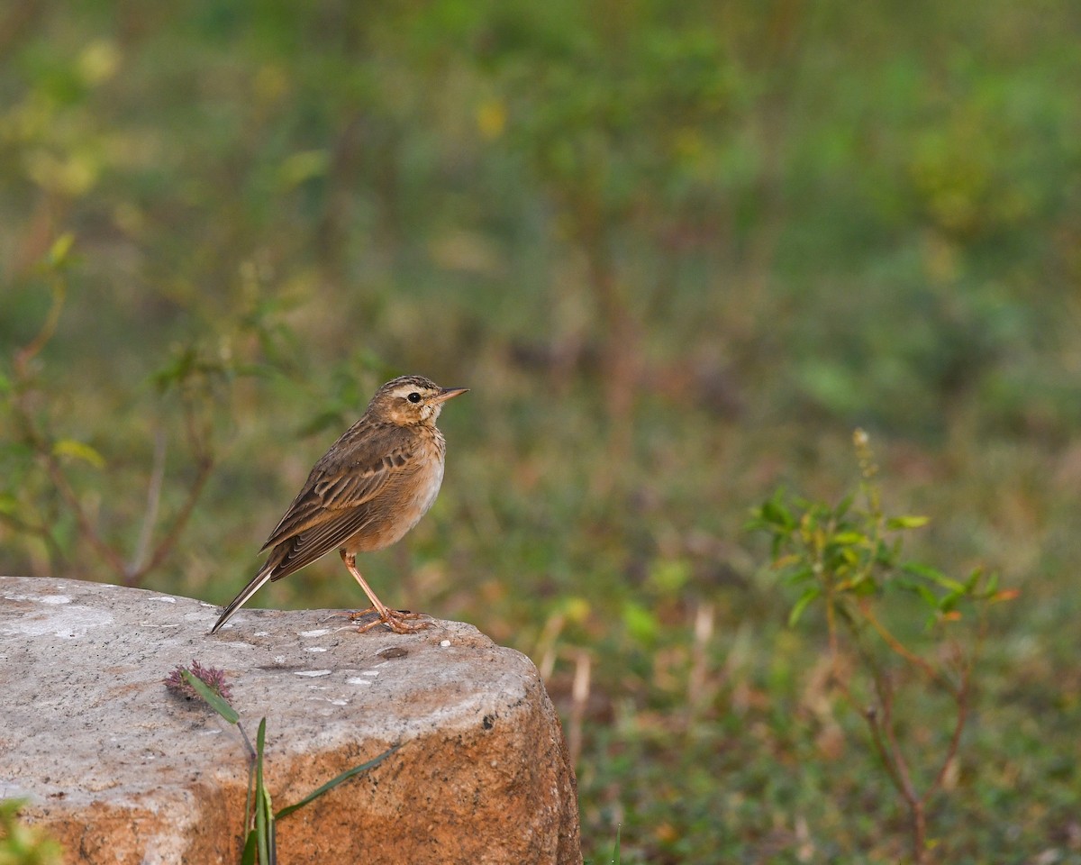 Pipit rousset - ML407752561