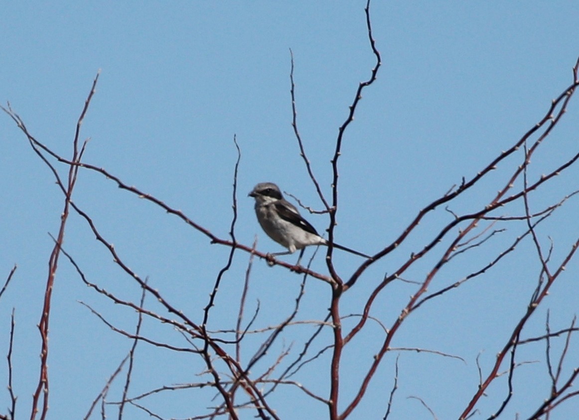 Pie-grièche migratrice - ML407753511