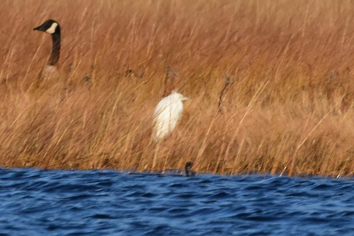 Little Blue Heron - ML407753591