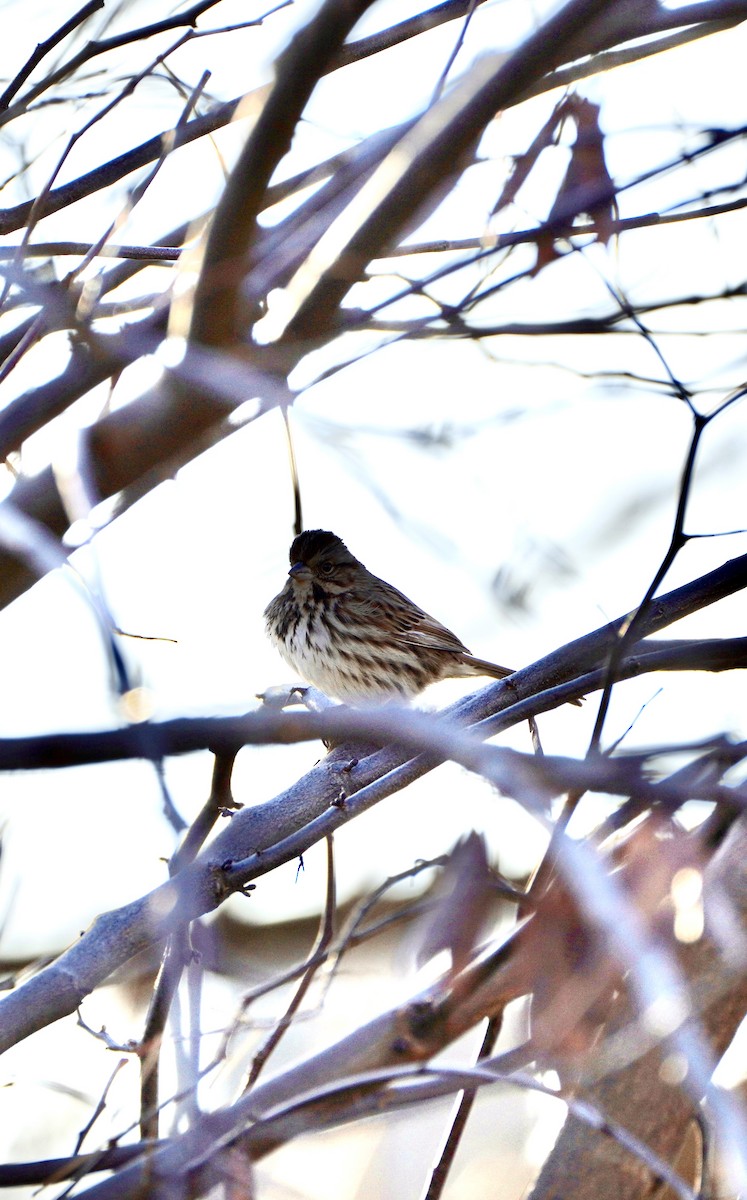 Song Sparrow - ML407755171