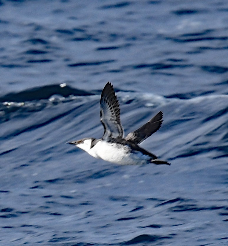 Common Murre - ML407759811