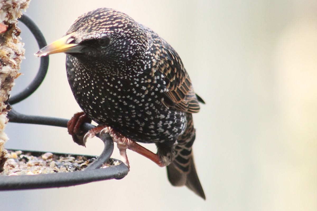 European Starling - ML407762241