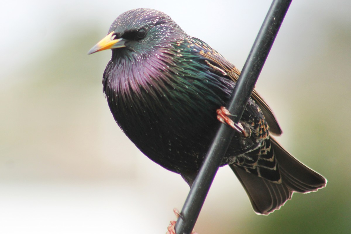 European Starling - ML407762261