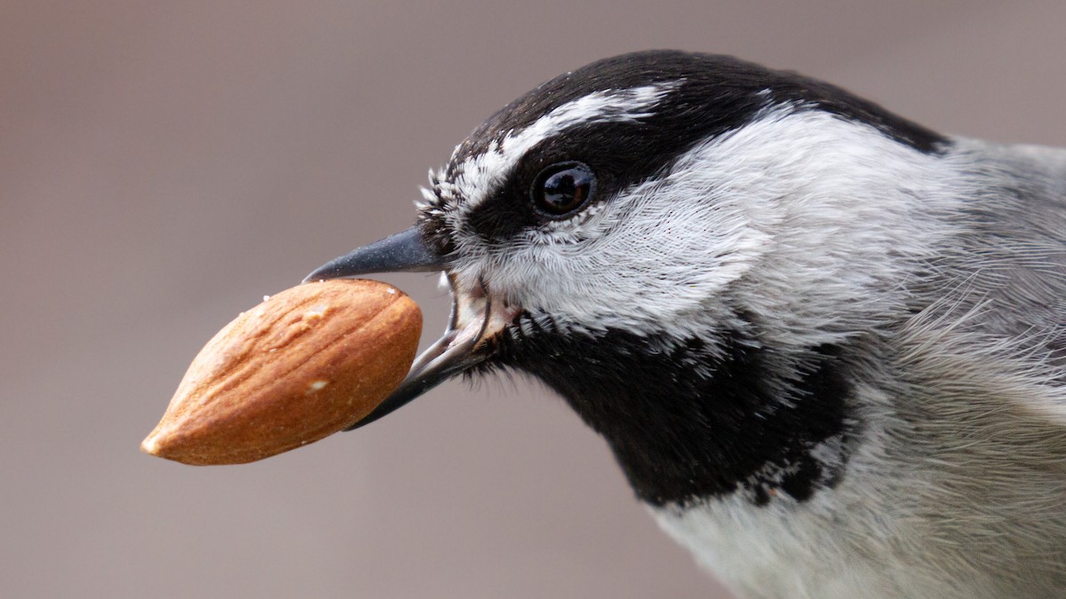 Mountain Chickadee - Sasha Cahill