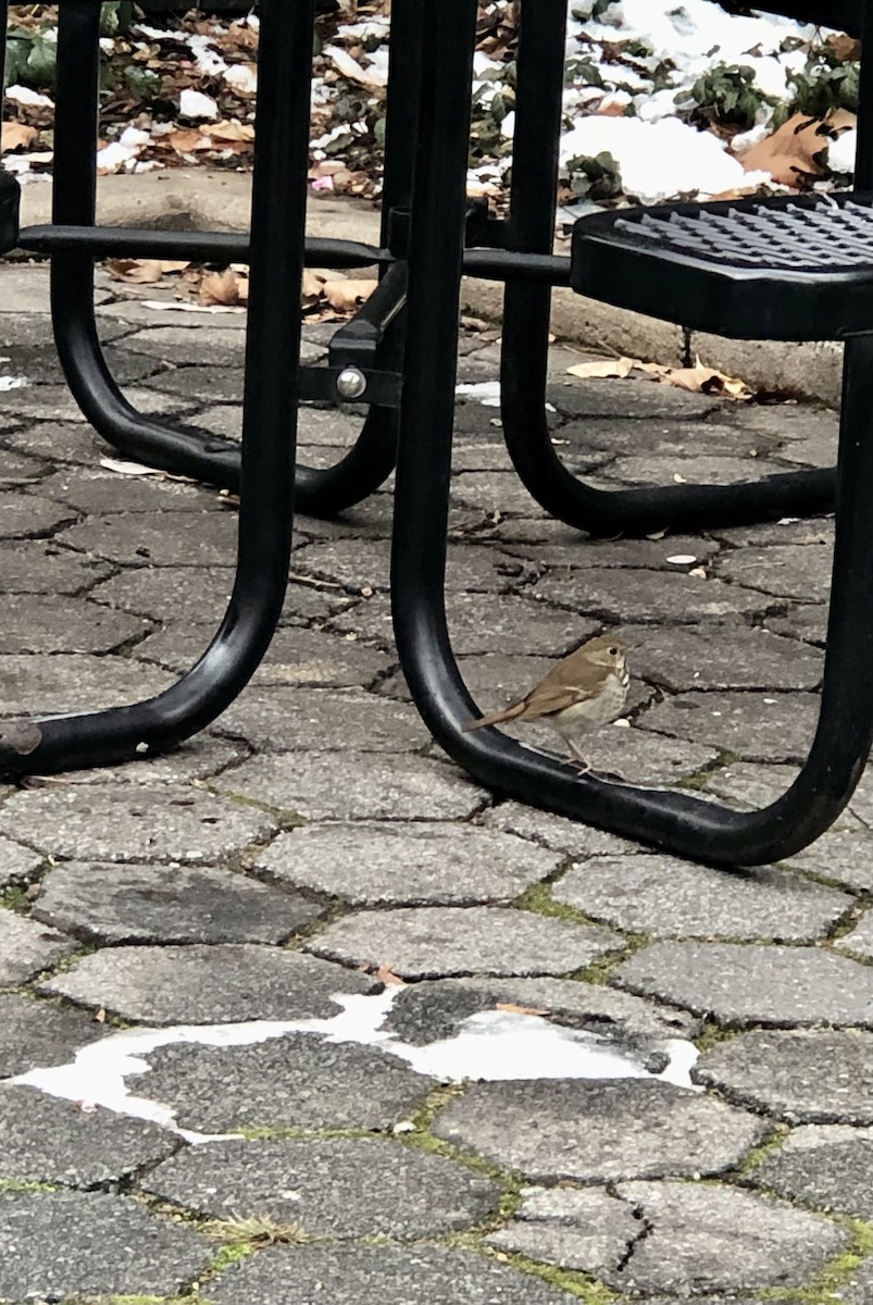 Hermit Thrush - Michelle Widlitz