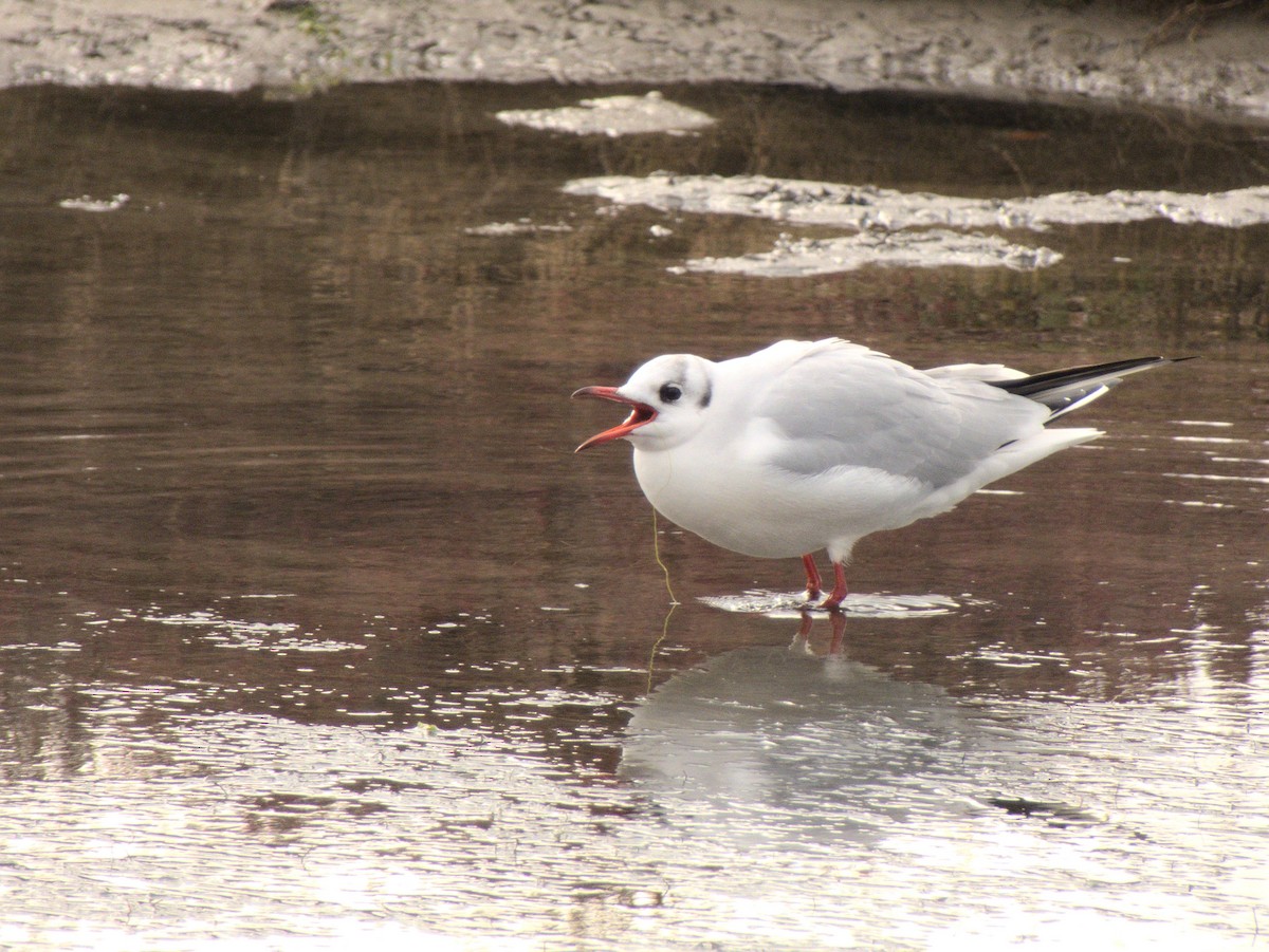 Black-headed Gull - ML407765401