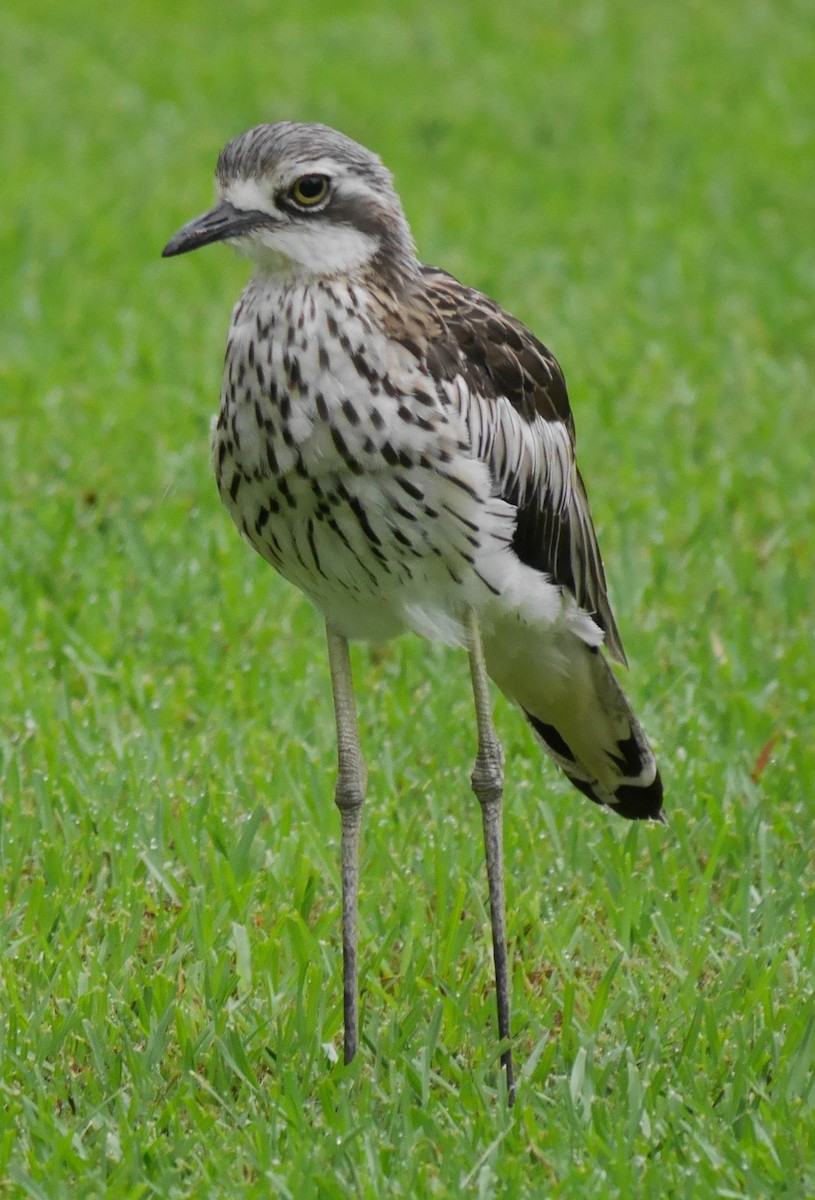 Bush Thick-knee - Annette Foy