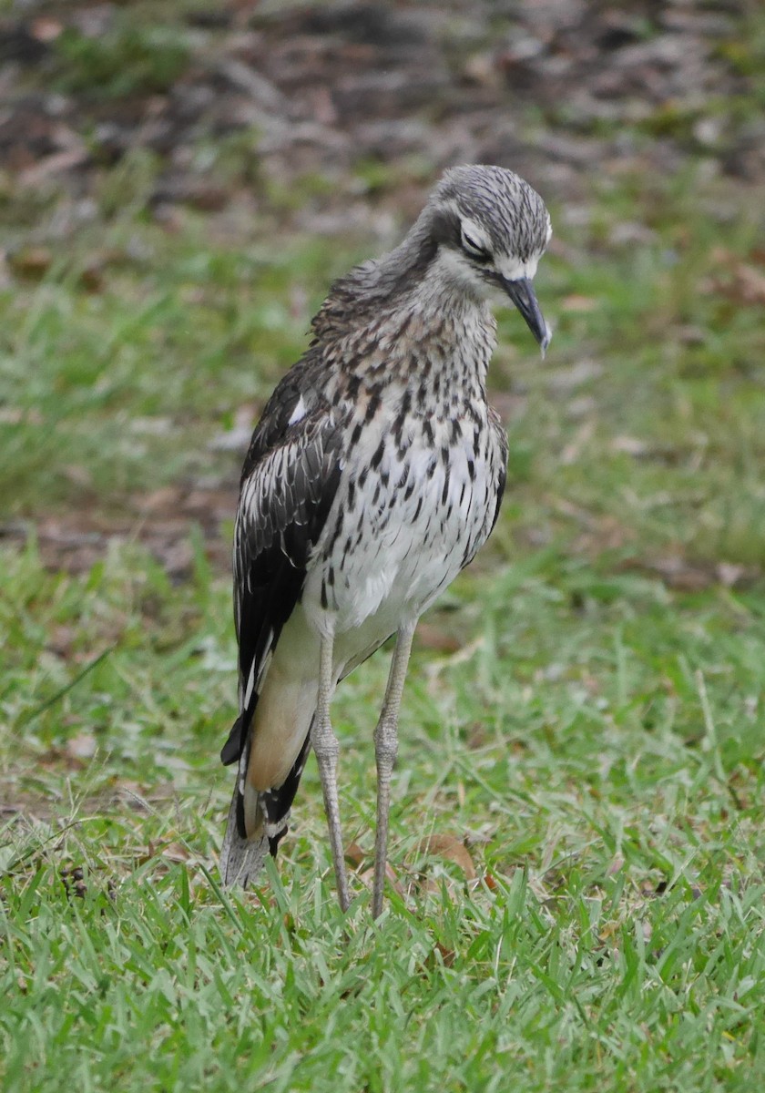 Bush Thick-knee - ML407765451