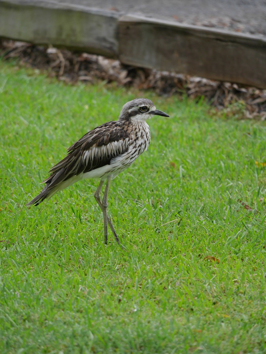 Bush Thick-knee - Annette Foy