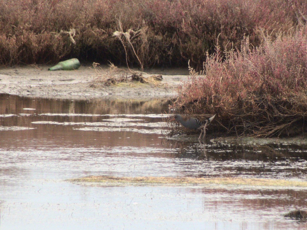 Water Rail - ML407765621