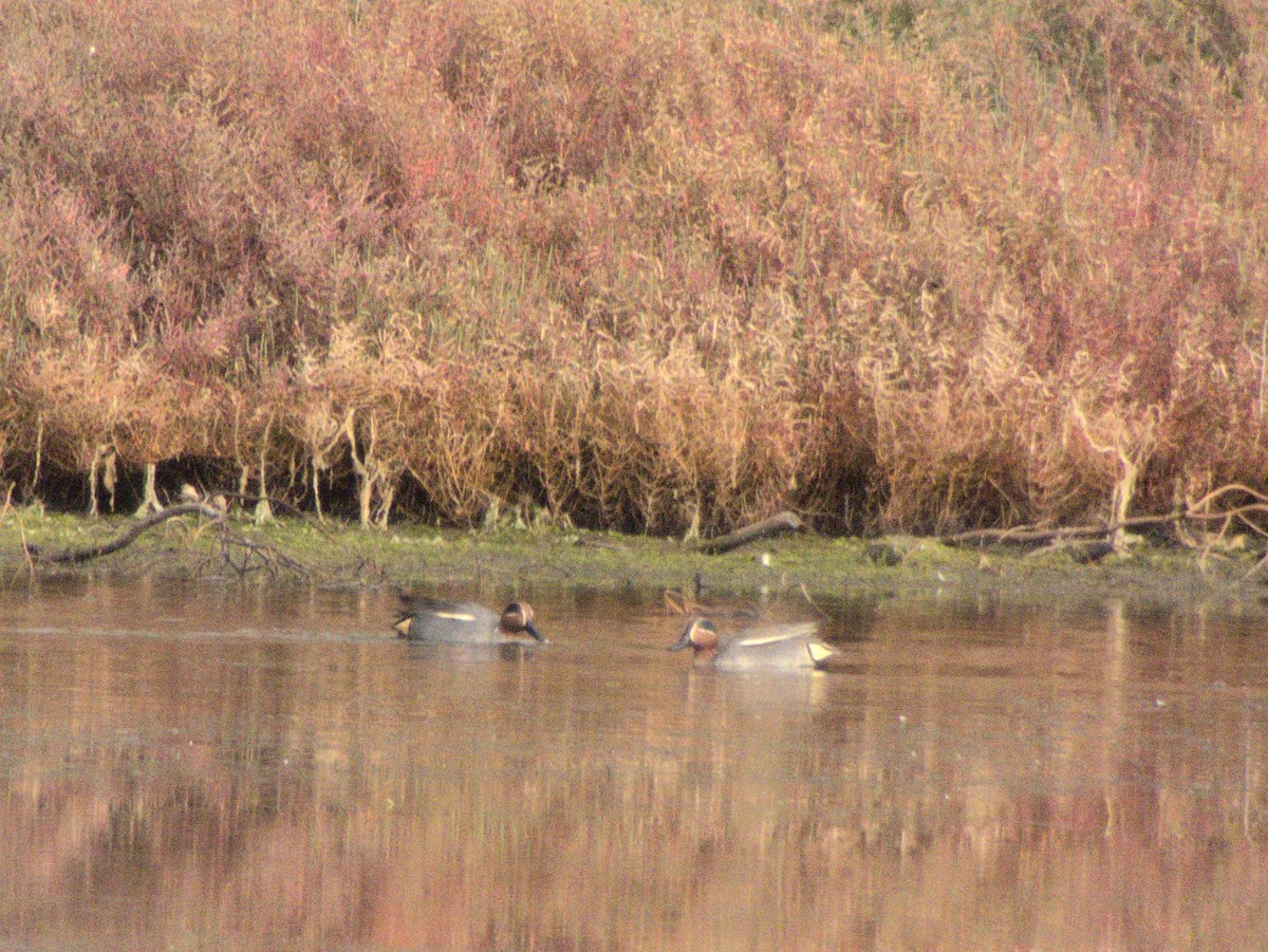 Green-winged Teal - ML407765721