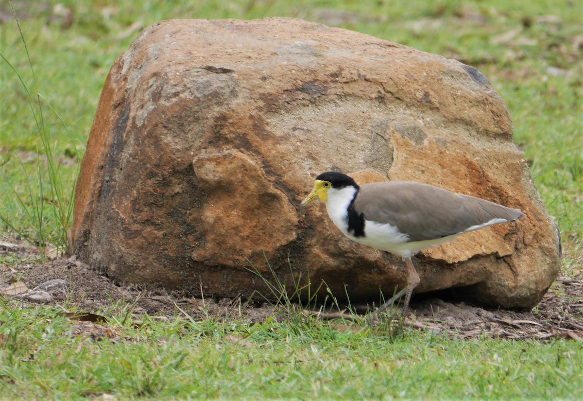 Masked Lapwing - ML407765731