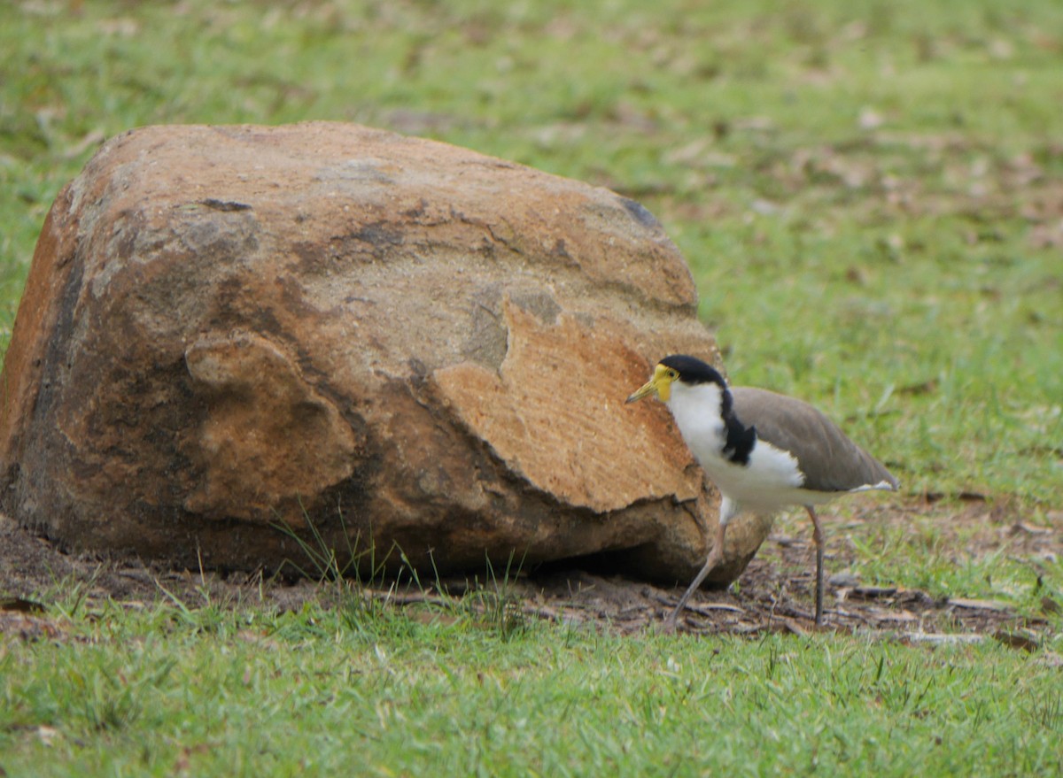 Masked Lapwing - Annette Foy