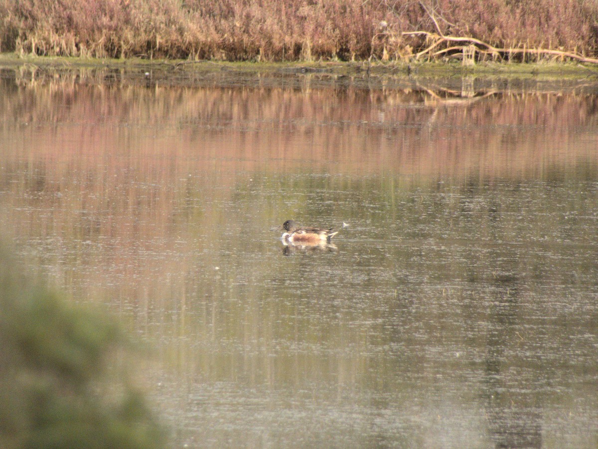 Northern Shoveler - ML407765771