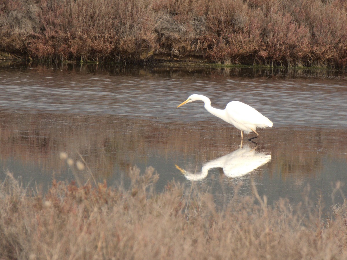 Great Egret - ML407765811