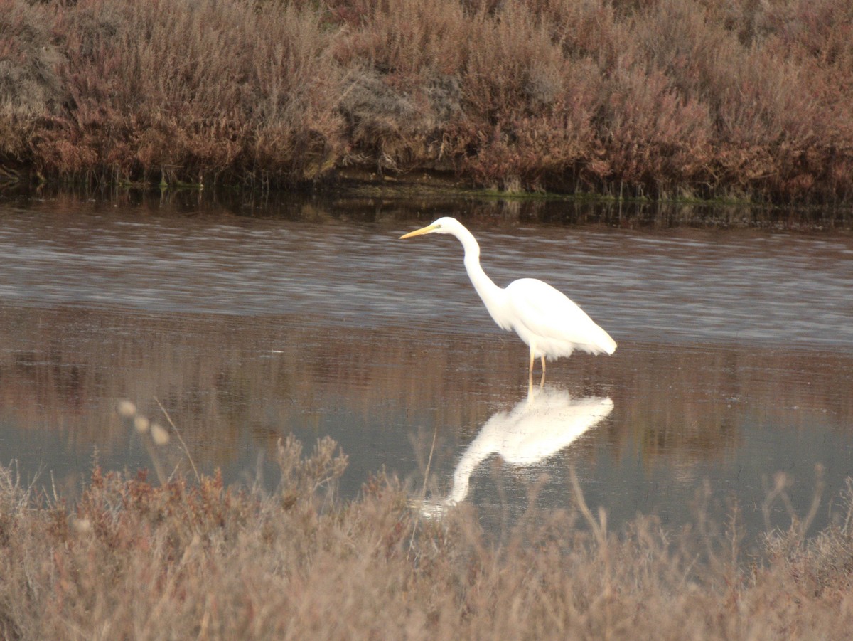 Great Egret - ML407765851