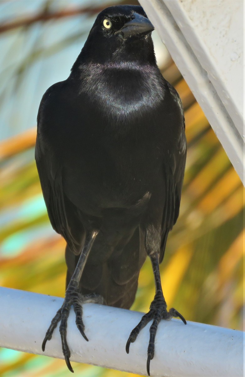 Great-tailed Grackle - ML407766221