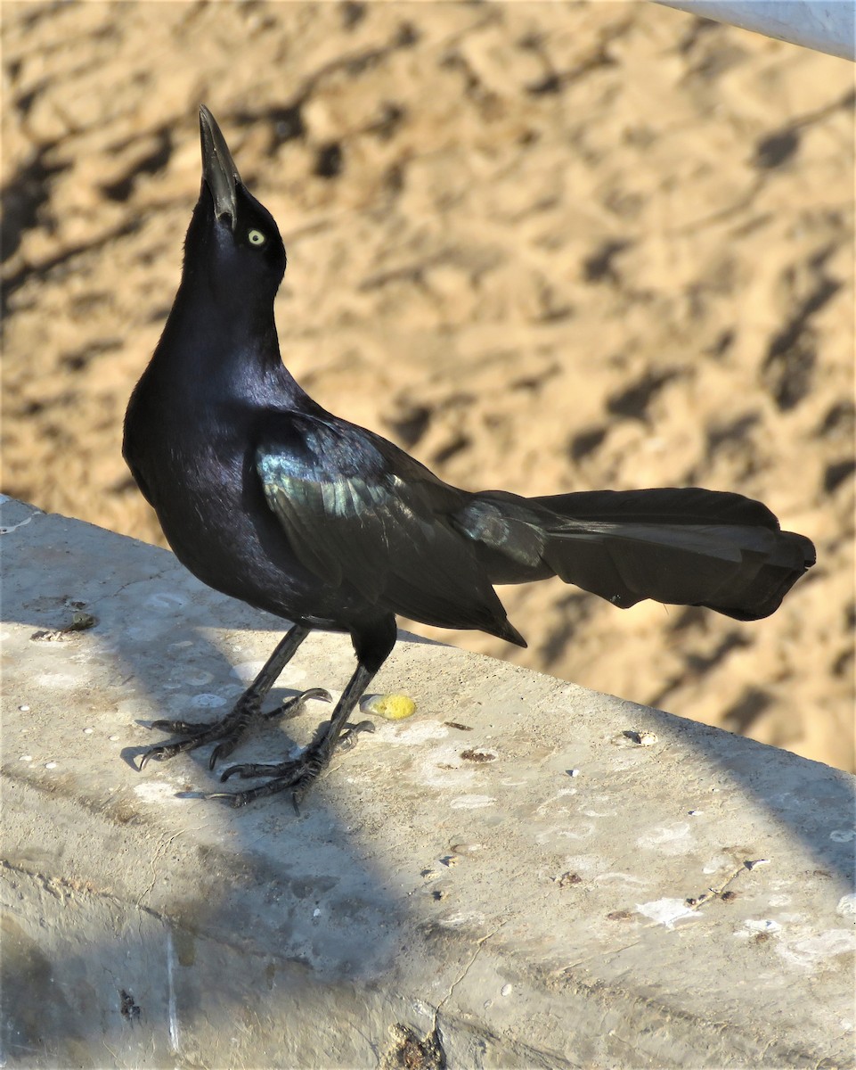 Great-tailed Grackle - ML407766231