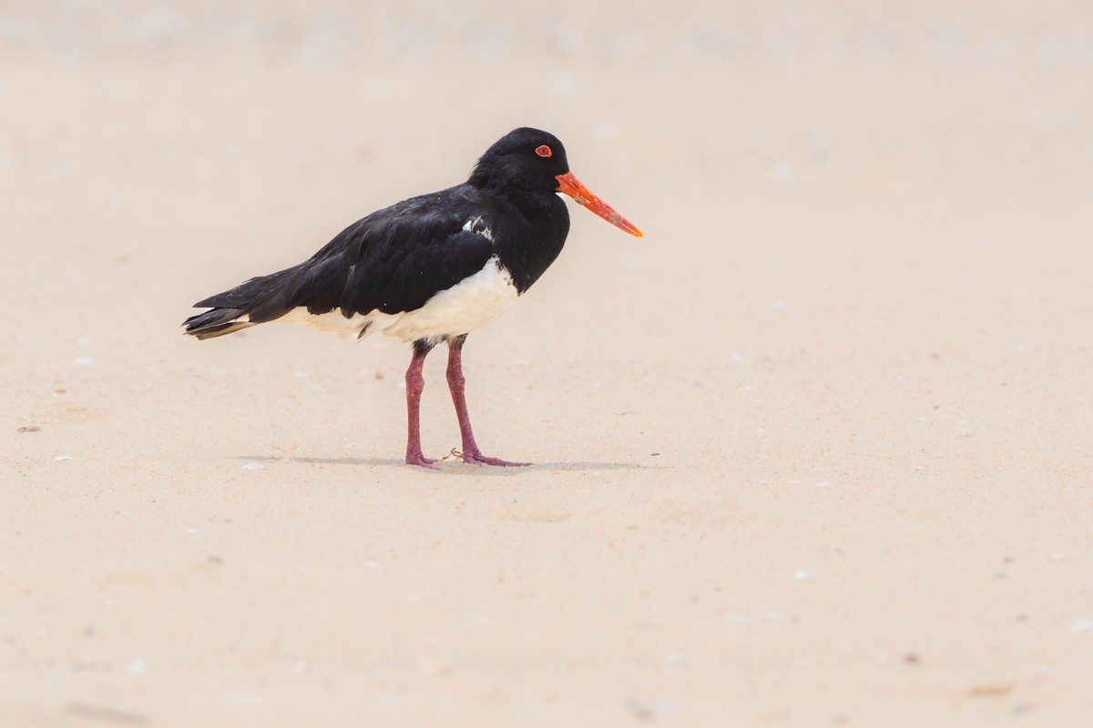 Pied Oystercatcher - Michaela Farrington