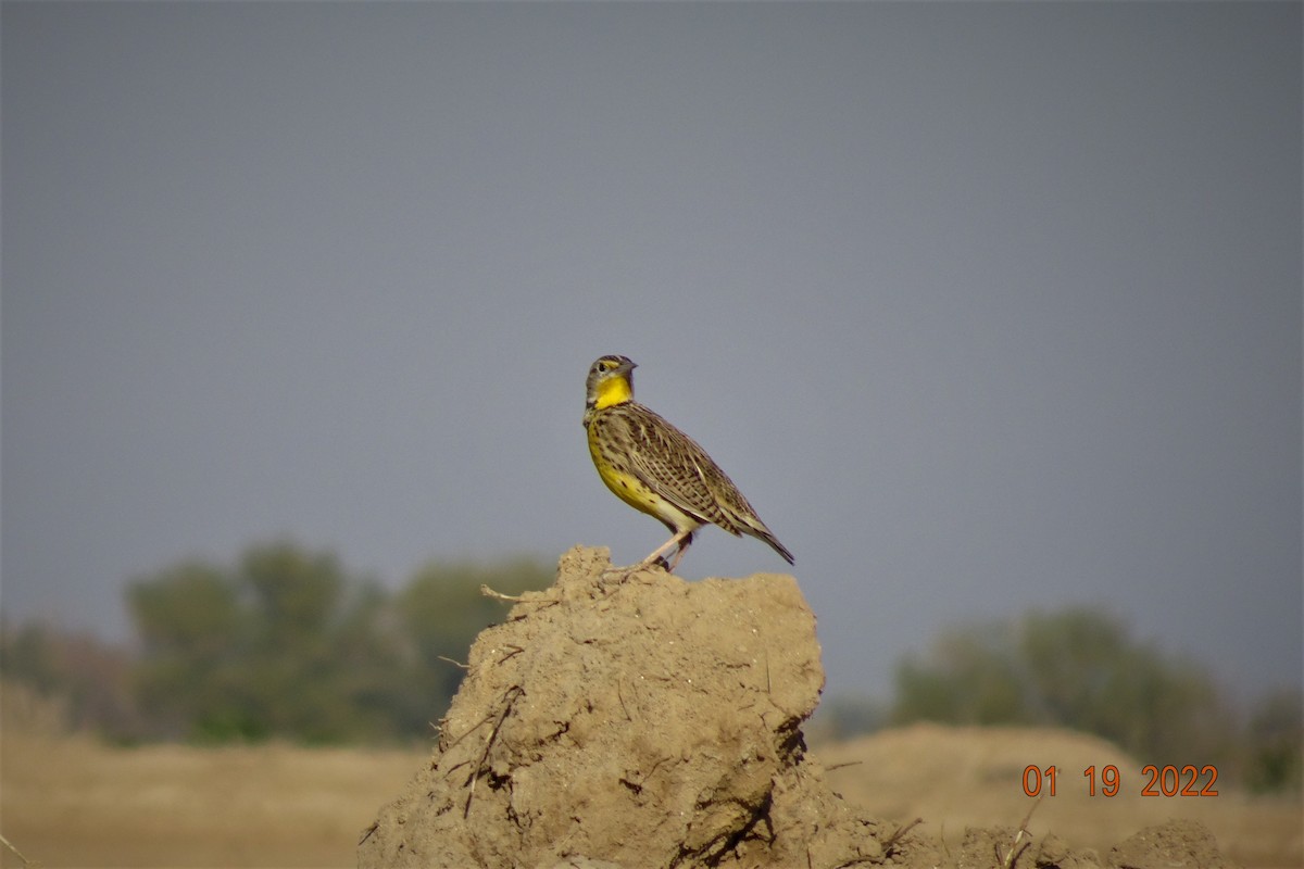 Western Meadowlark - ML407767691