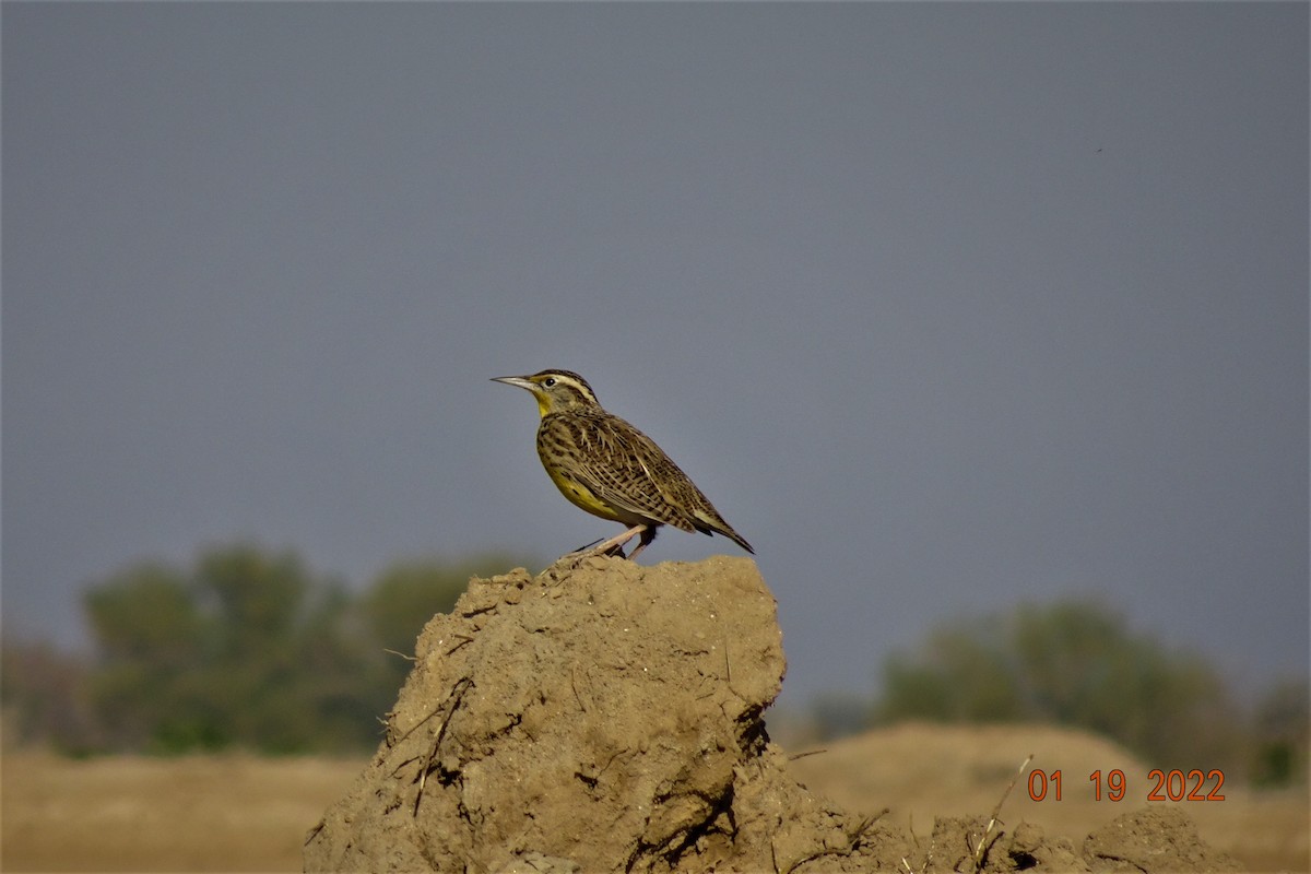 Western Meadowlark - ML407767711