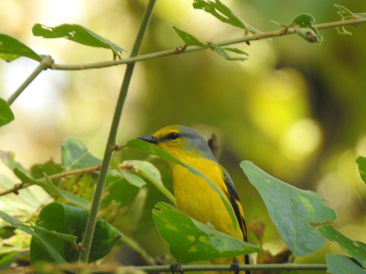 赤紅山椒鳥 - ML407768121