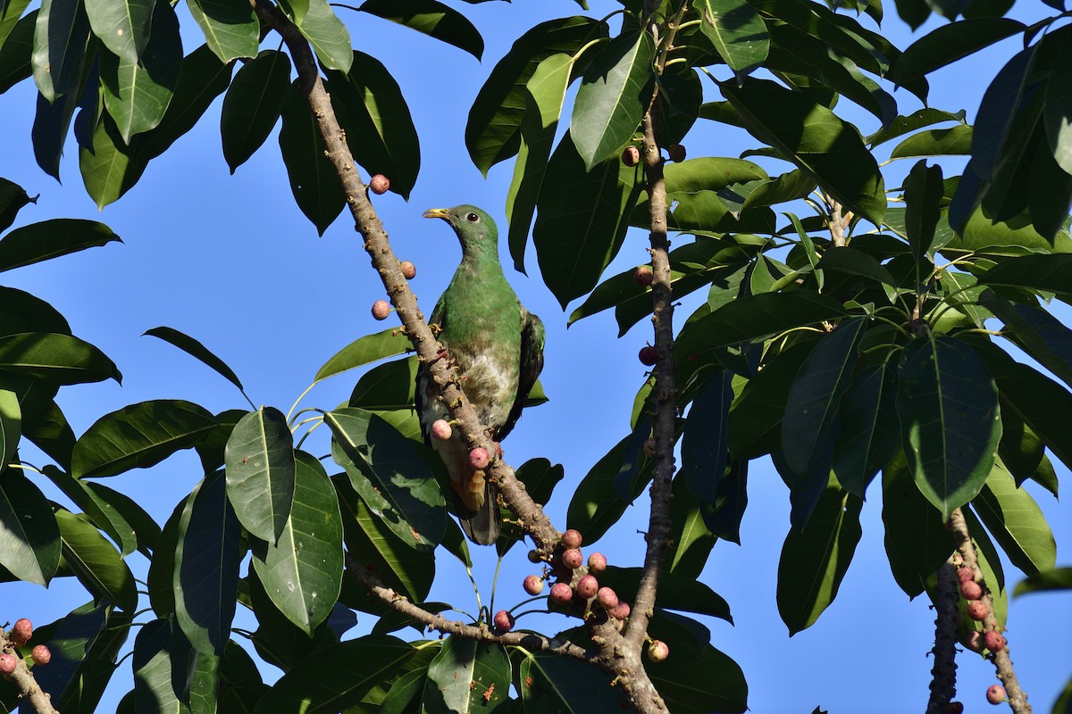 Black-chinned Fruit-Dove - ML407769041